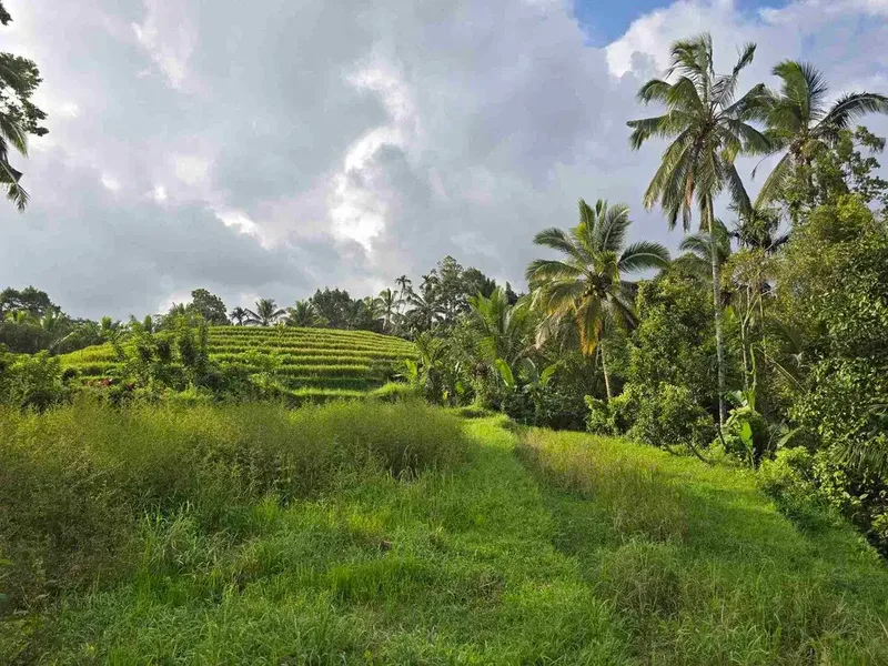 Dijual tanah kebun dan sawah view sawah dan lembah di tabanan bali - Real Estate in Bali