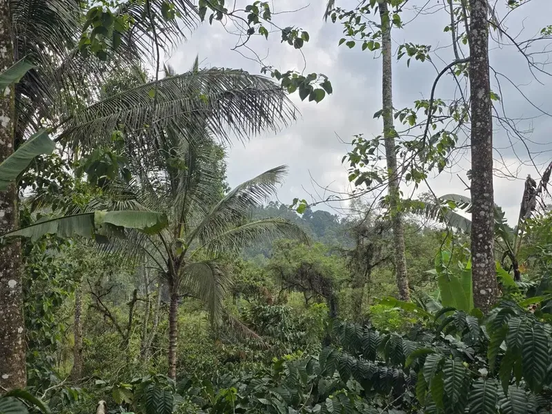 Dijual tanah kebun kopi produktif dengan view lembah di bali - Real Estate in Bali