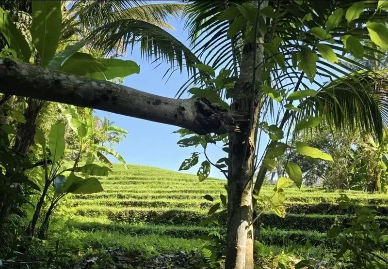 Tanah kebun view sawah dan los sungai kecil akses jalan hotmix - Bali in Bali