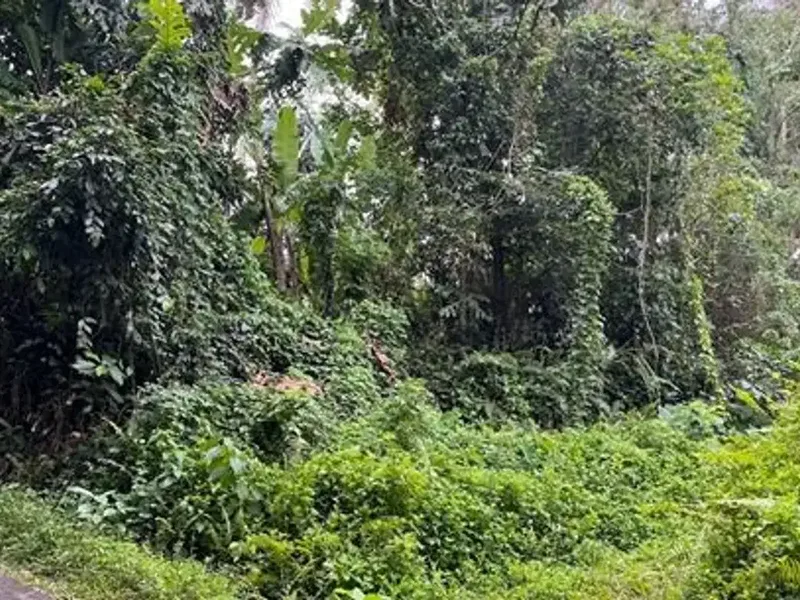 Dijual Tanah Area Berkembang Dekat Jalan Utama Cocok Dibangun Villa - Real Estate in Bali