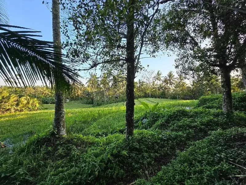 DIJUAL TANAH murah DENGAN VIEW SAWAH cantik dekat villa di bali - Real Estate in Bali