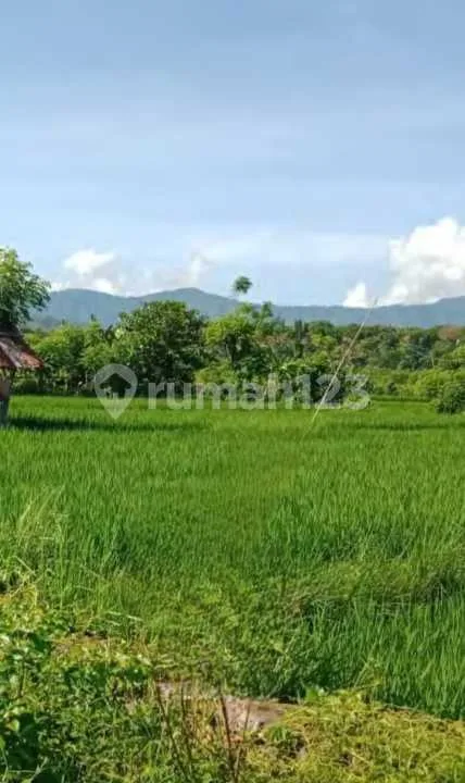 Kavling Pertanian di Buleleng Bali - Real Estate in Bali
