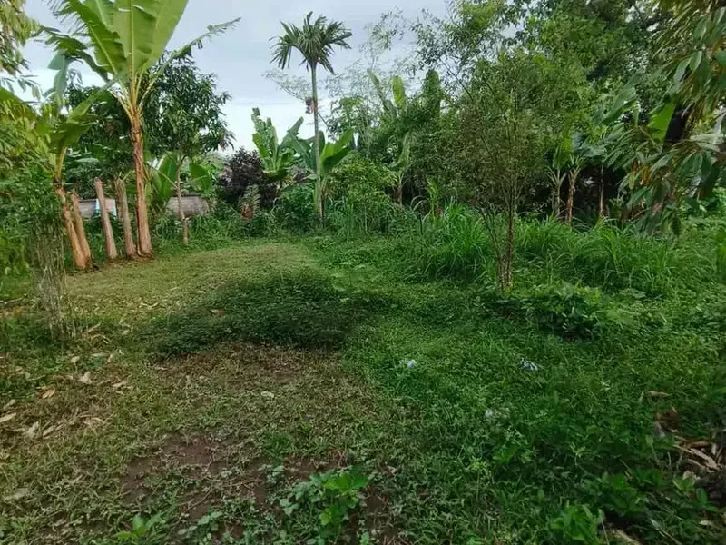 Di Jual Tanah Sukawati kontur tanah datar dekat ubud cocok untuk villa - Real Estate in Bali