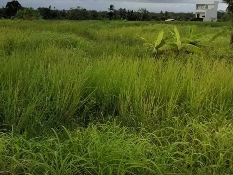 Land for sale in Cemagi, Bali - Real Estate in Bali