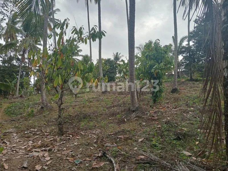 Jual Tanah Kebun Murah Dekat Pantai Balian di Tabanan - Real Estate in Bali