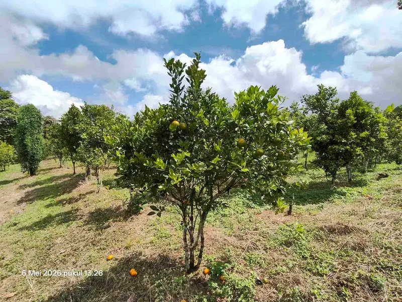 Tanah Kebun Jeruk Bisa untuk Kandang Peternakan di Kintamani Bali - Real Estate in Bali
