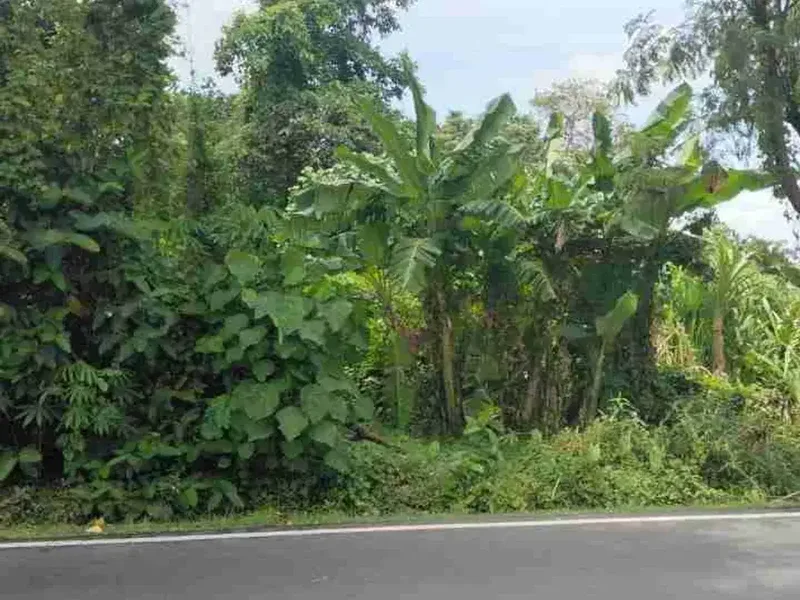 tanah bagus pinggir jalan cocok untuk usaha dan investasi - Real Estate in Bali