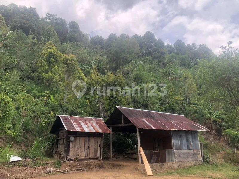 Murah 15 Jt Per Are Tanah Kebun Subur Punya Mata Air Sawan Buleleng Bali - Bali in Bali