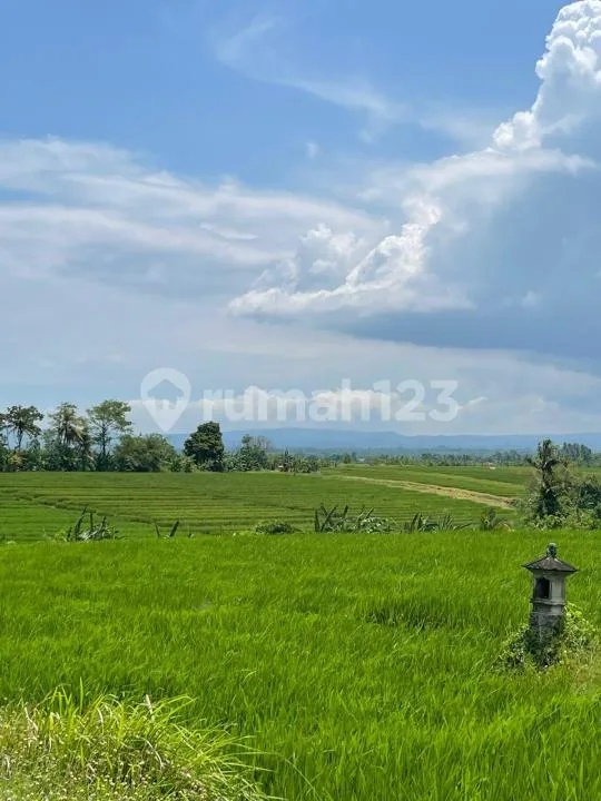 Murah! Tanah Luas 46 Are View Sawah, Laut dan Gunung Dekat Pantai Kelating, Tabanan - Bali in Bali