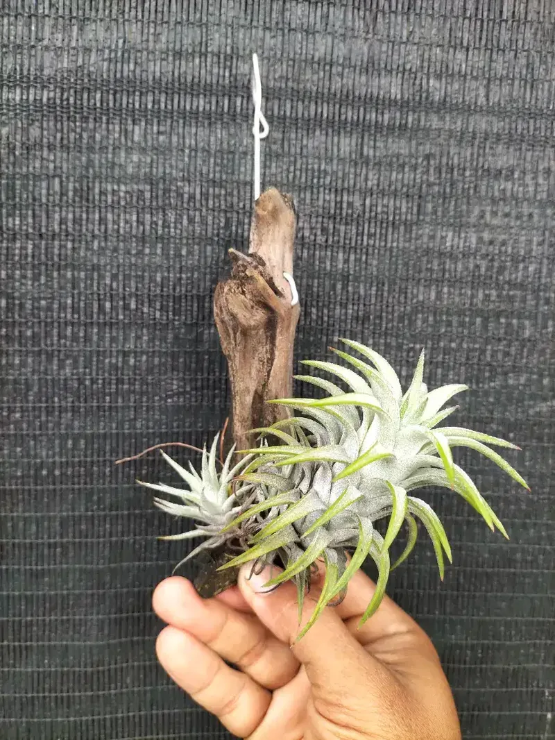 Tillandsia vanhyningii - Home & Garden in Bali