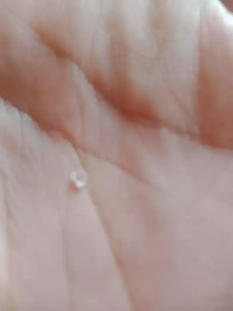 DIAMOND ANT SIZE - Hobbies & Sports in Bali