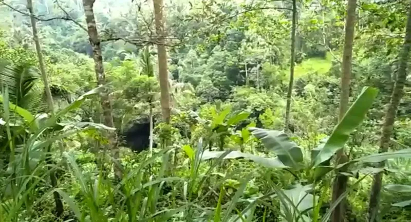 DIJUAL LAHAN VIEW ALAM UBUD - Real Estate in Bali