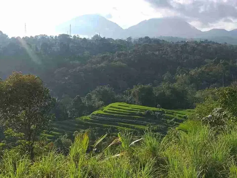 Tanah kebun view tiga gunung dan view sawah sangat panorama - Real Estate in Bali