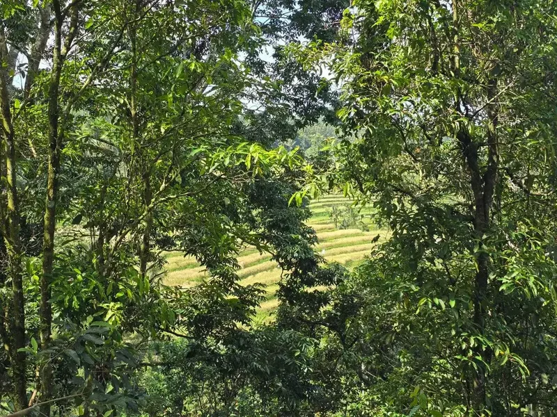 Dijual tanah kebun kopi view sawah dan lembah di tabanan bali - Real Estate in Bali