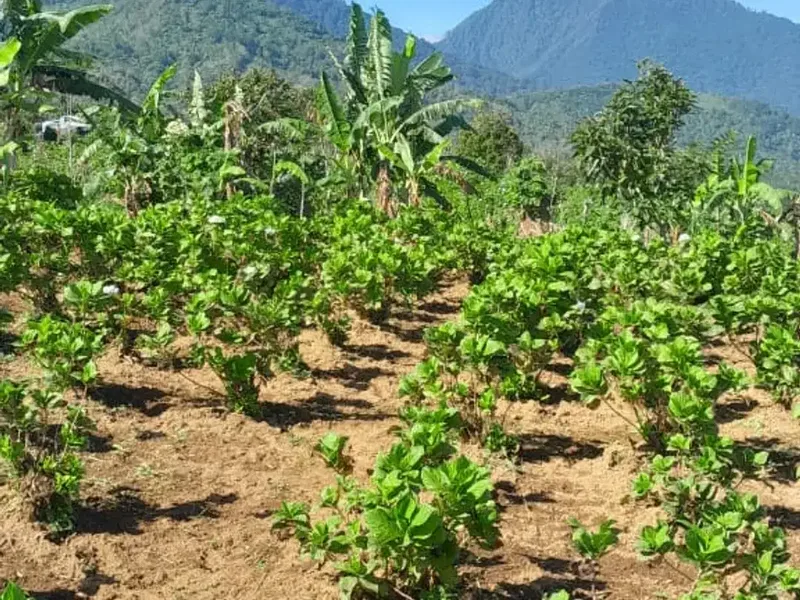 Dijual lahan seluas 50 are di kawasan Munduk Tamblingan - Real Estate in Bali