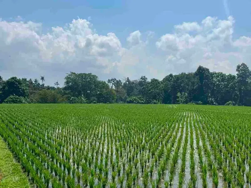 A4BALIPROPERTY - Real Estate in Bali