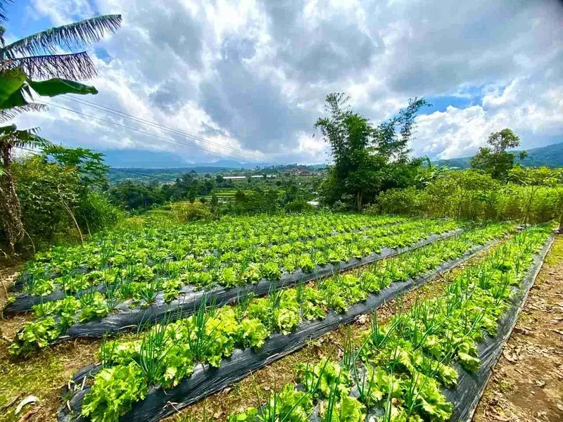 Tanah Kebun View Gunung di Baturiti Dekat Bedugul Bali - Real Estate in Bali