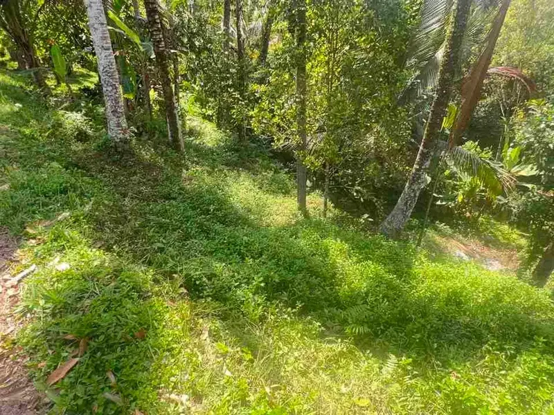 jual tanah kebun luas kecil los sungai di selemadeg tabanan bali. - Real Estate in Bali