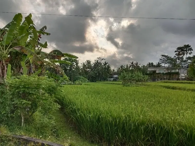 DISEWAKAN TANAH LOKASI UBUD LINGKUNGAN VILLA VIEW SAWAH - Real Estate in Bali