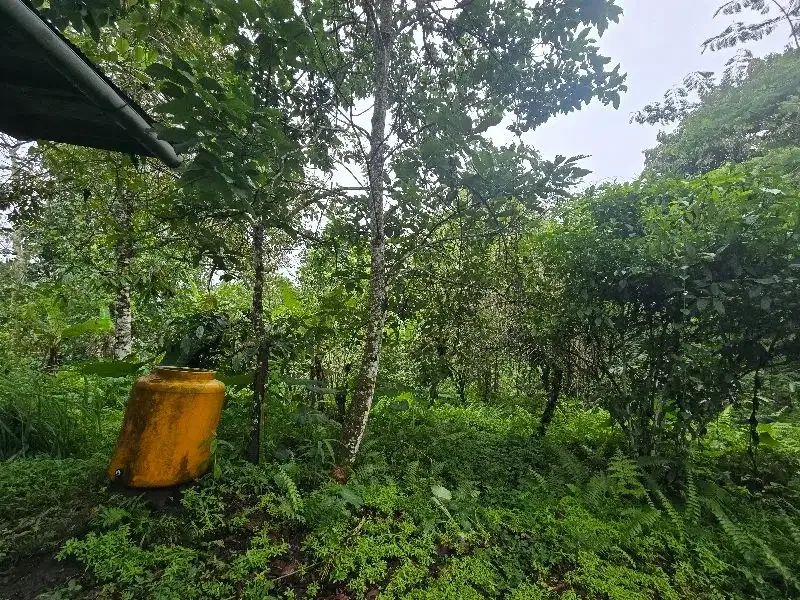 Dijual tanah kebun durian di tabanan bali - Real Estate in Bali