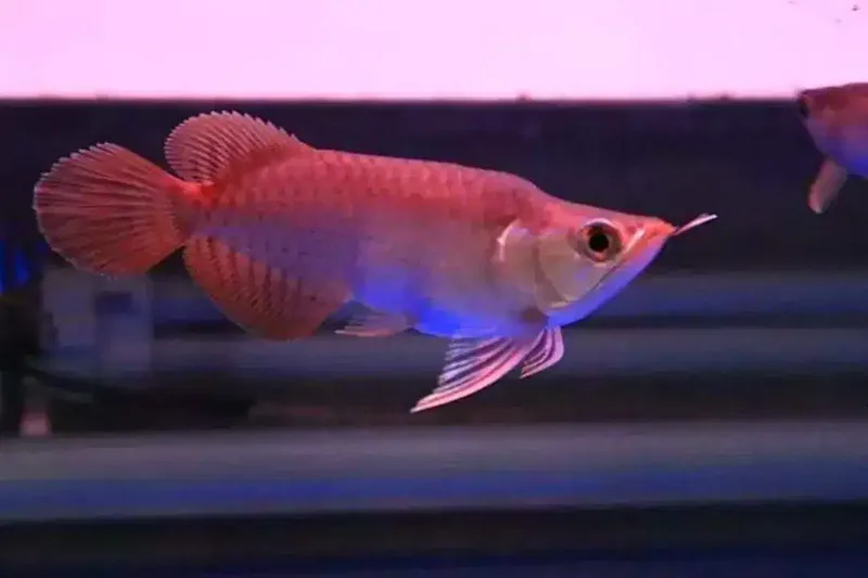 Arwana / Arowana Super Red King Kalimantan - Other in Bali