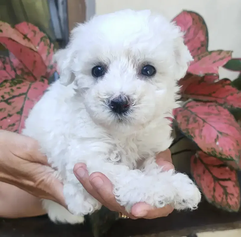 DI JUAL MURAH BICHON FRISE STAMBUM VAKSIN KUALITAS BAGUS - Other in Bali