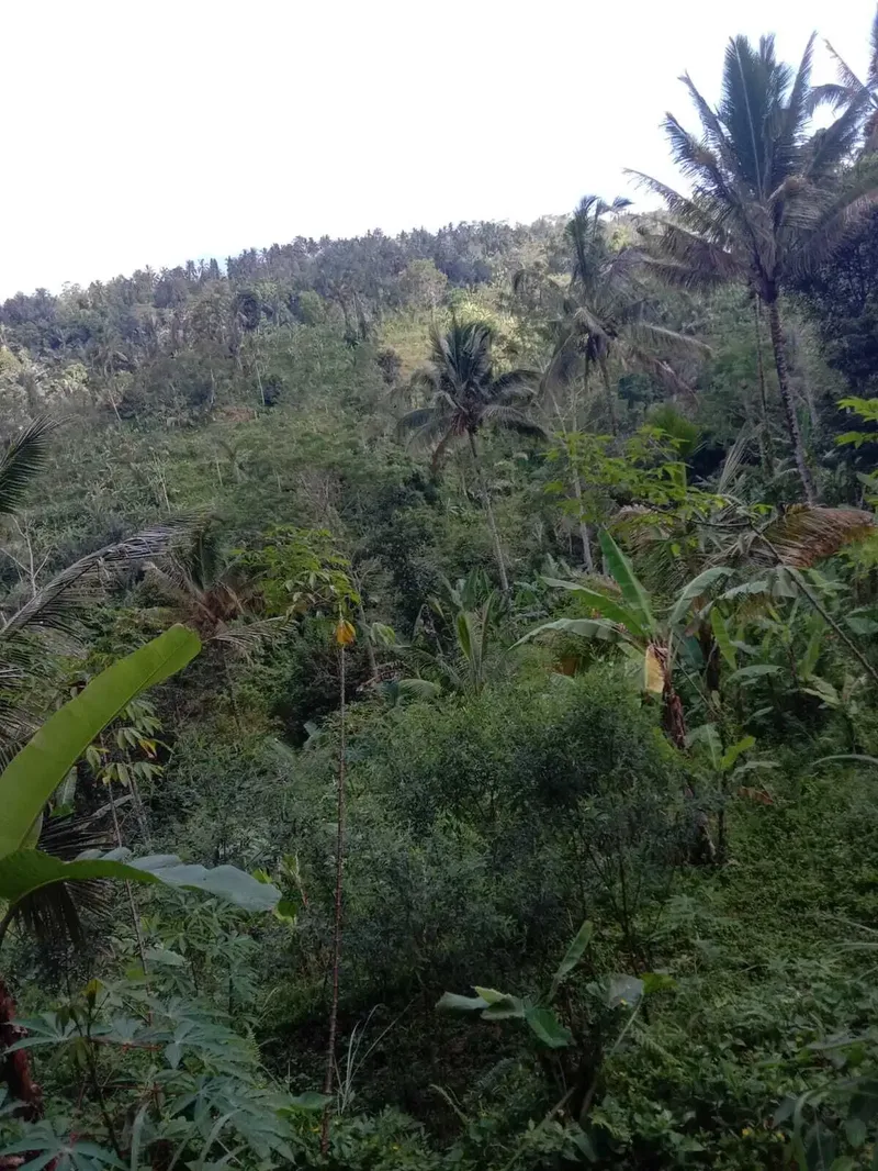 Dijual Tanah 1.4 Ha Payangan,Ubud Bali View Indah - Real Estate in Bali