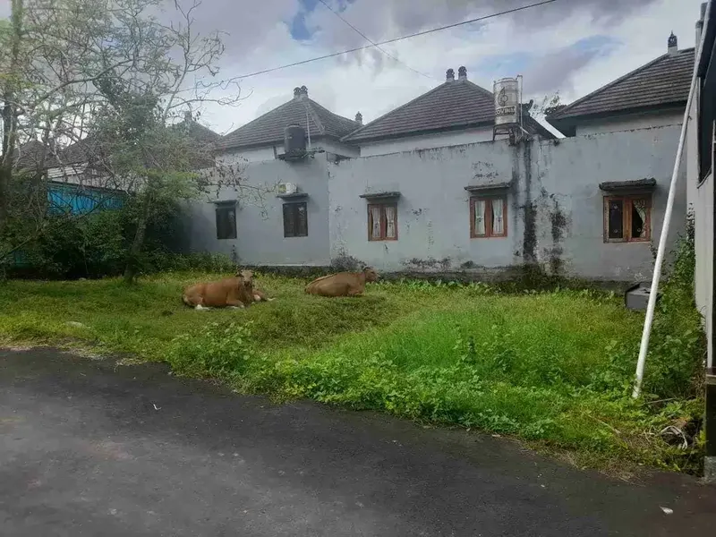 TANAH SEMPIDI DEKAT PUSPEM BADUNG SIAP BANGUN COCOK UNTUK RUMAH TINGGAL ATAU KOSTSAN - Real Estate in Bali
