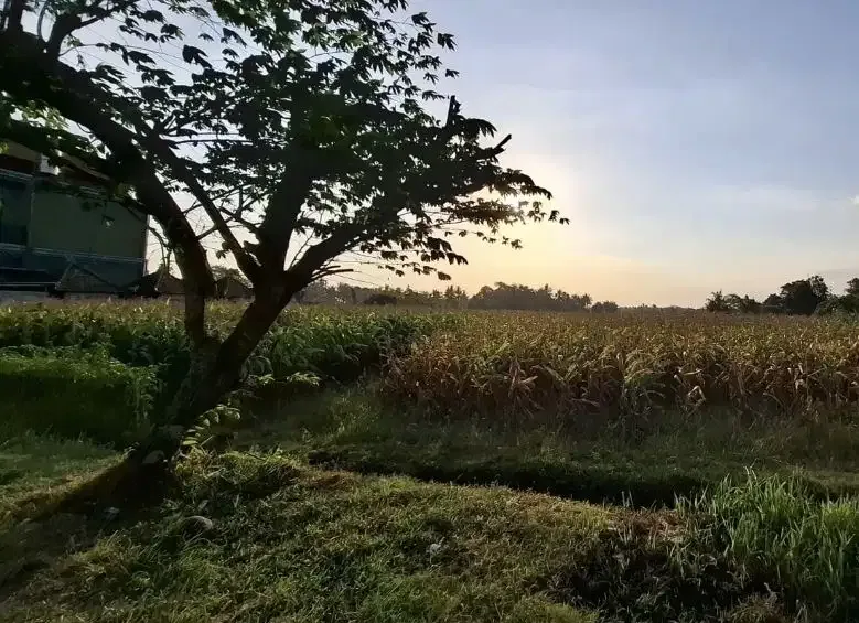 Dijual tanah zona pink dekat pantai di selemadeg didaerah berkembang - Bali in Bali