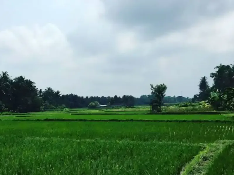 TANAH STRATEGIS LOD TUNDUH UBUD - Real Estate in Bali