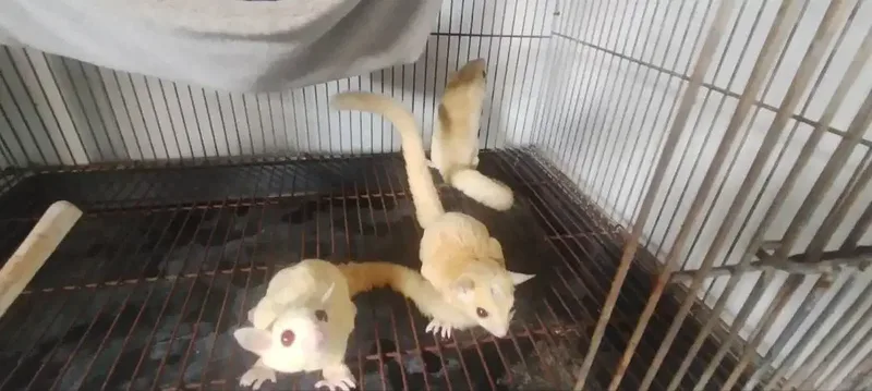 Sugar Glider Sepasang - Other in Bali