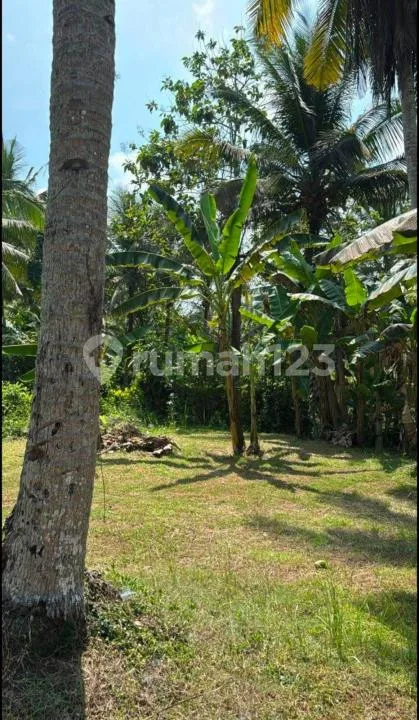 Tanah Siap Dikembangkan di Pakutatan Jembrana - Real Estate in Bali