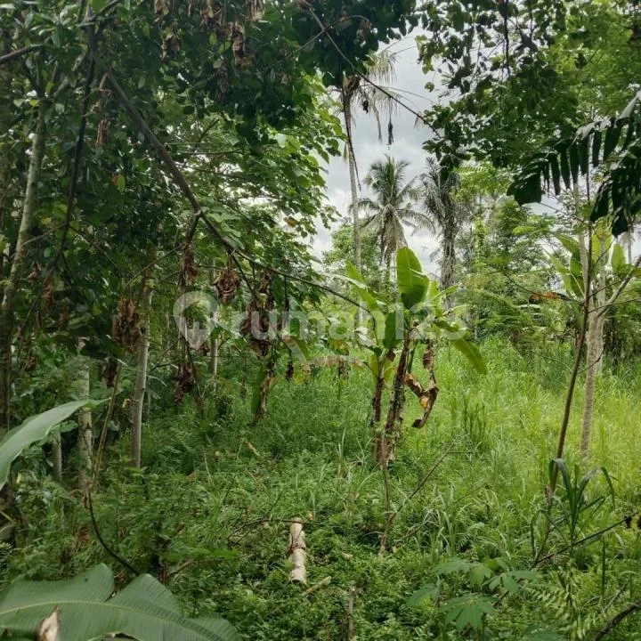 Dijual Tanah Kebun Luas Los Sungai di Area@Ubud Utara - Real Estate in Bali