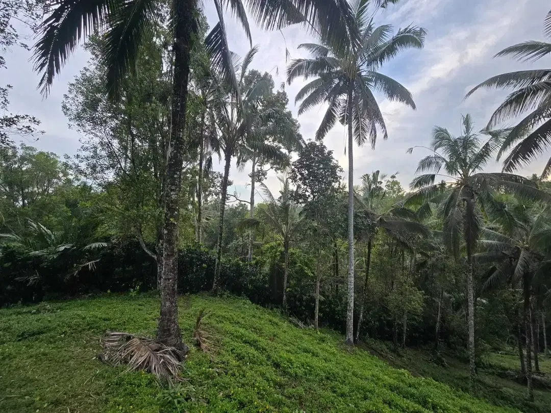 Dijual tanah kebun subur dengan view jugle dan los sungai kecil - Image 8 of 10