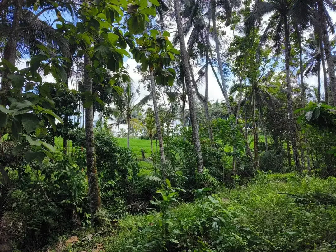 Dijual tanah 9 are view sawah akses jalan hotmix - Image 6 of 8