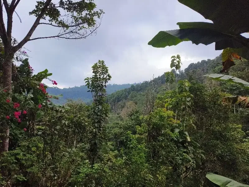 Dijual tanah murah los sungai dan view lembah dan bukit di bali - Image 6 of 10