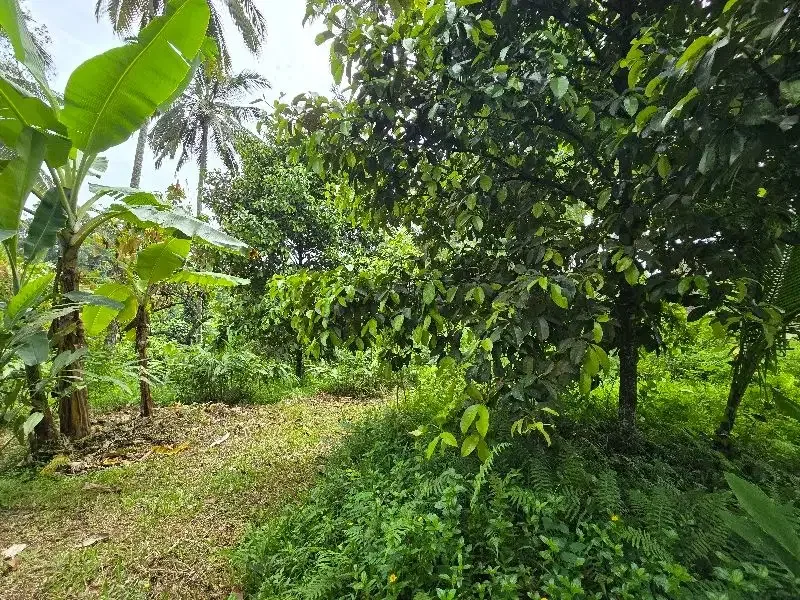 DIJUAL TANAH KEBUN  view sawah terasering di penebel tabanan bali - Image 6 of 9