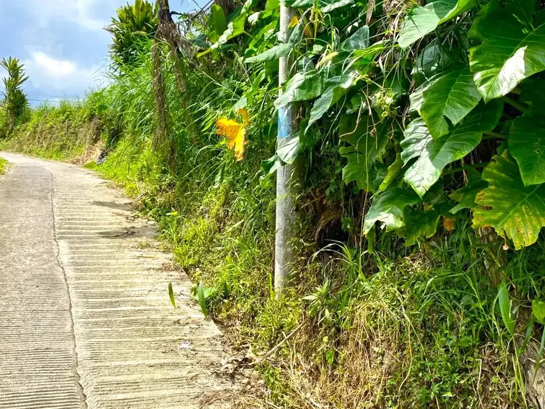 Land for sale in Baturiti, Bali - Image 5 of 6