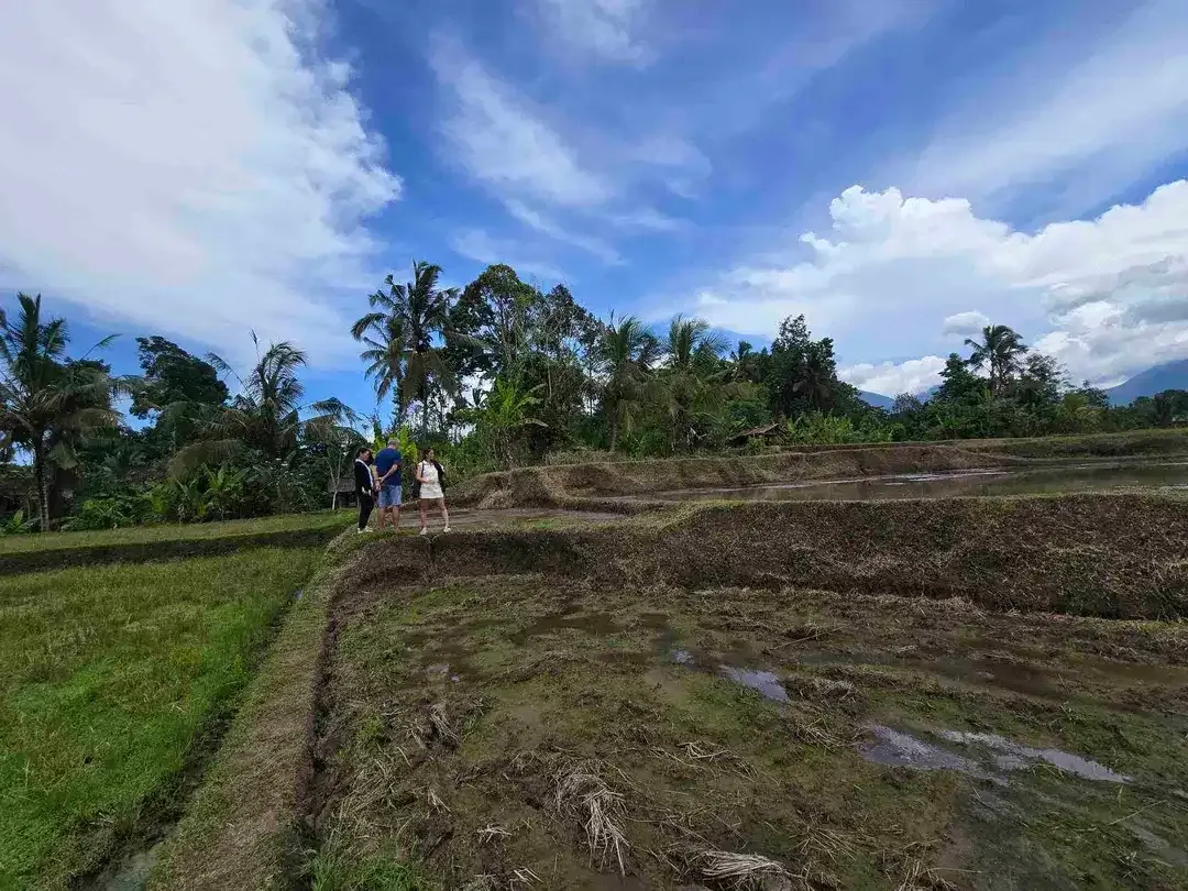 Dijual tanah murah view gunung sawah dan laut di tabanan bali - Image 4 of 9