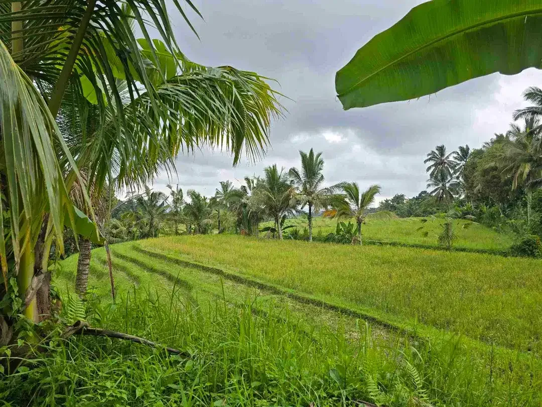 Dijual tanah view sawah. gunung .lembah dan los sungai di tabanan bali - Image 1 of 10