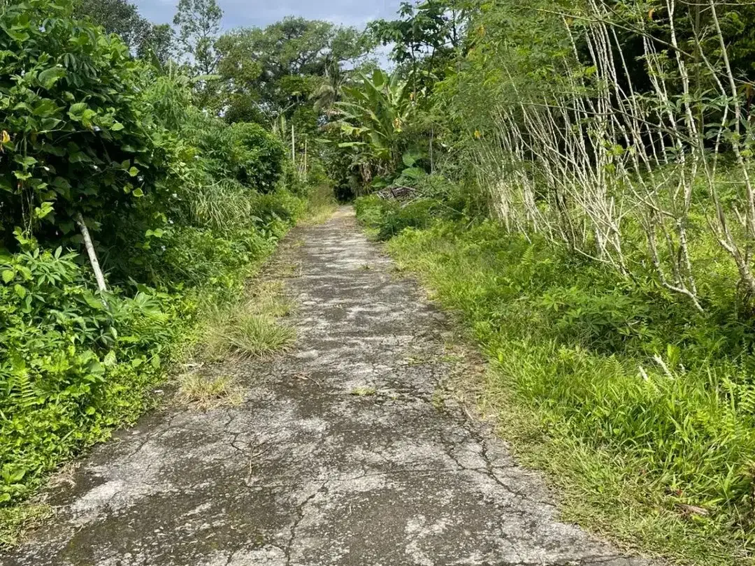 Murah! Tanah Kavling Luas 5,33 Are Dekat Wisata Jatiluwih, Tabanan - Image 2 of 10