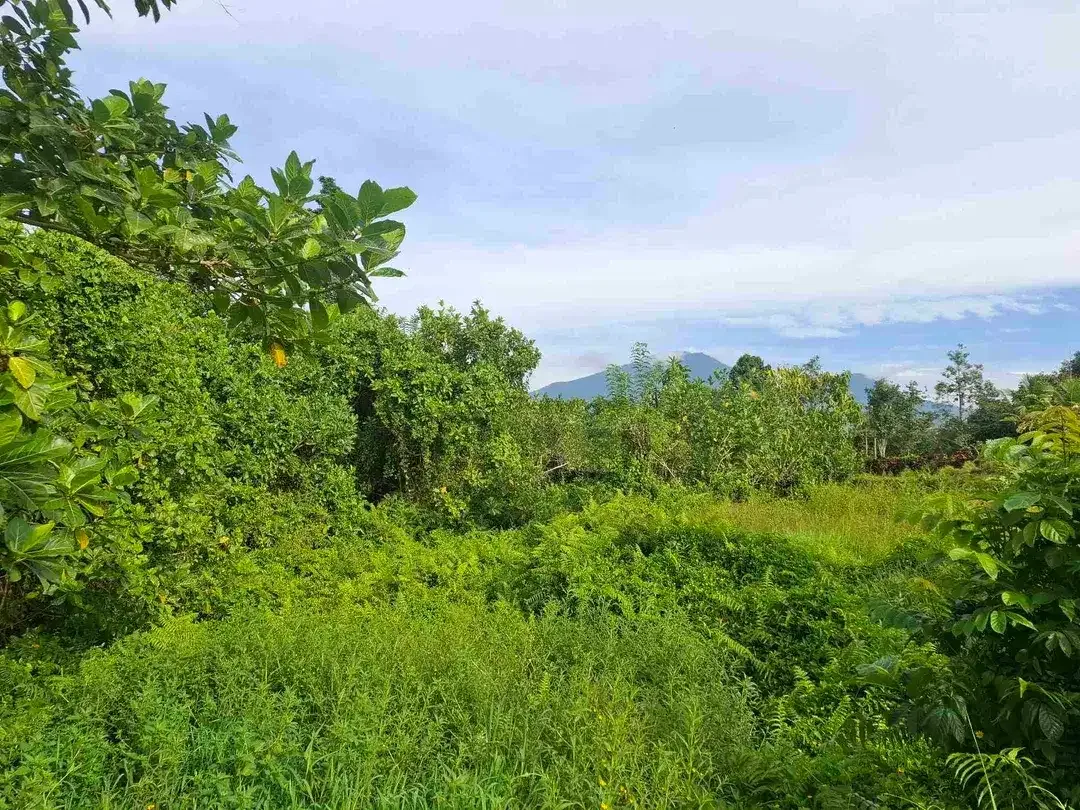 tanah kebun view gunung, view sawah dan los sungai kecil - Image 2 of 8