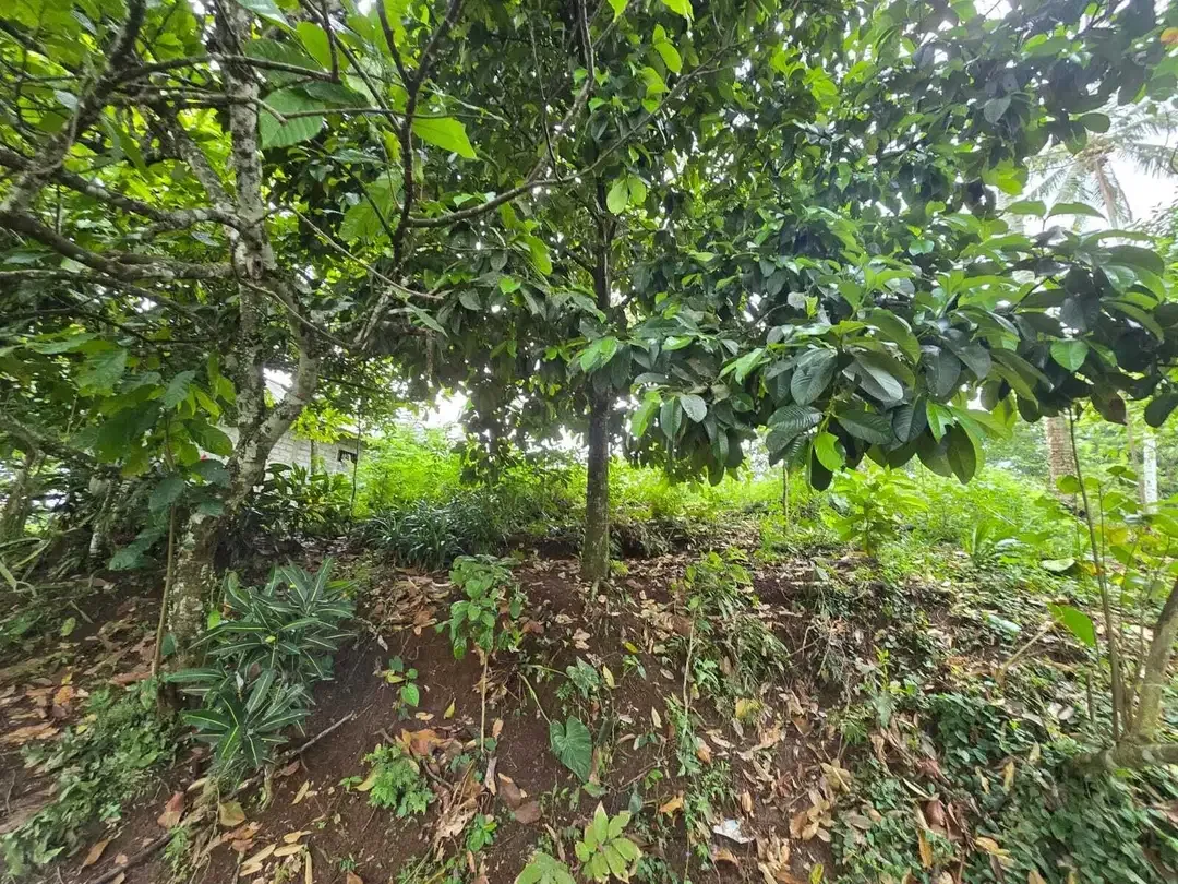 Dijual tanah di bali los sungai dengan view exotik jugle - Image 6 of 10