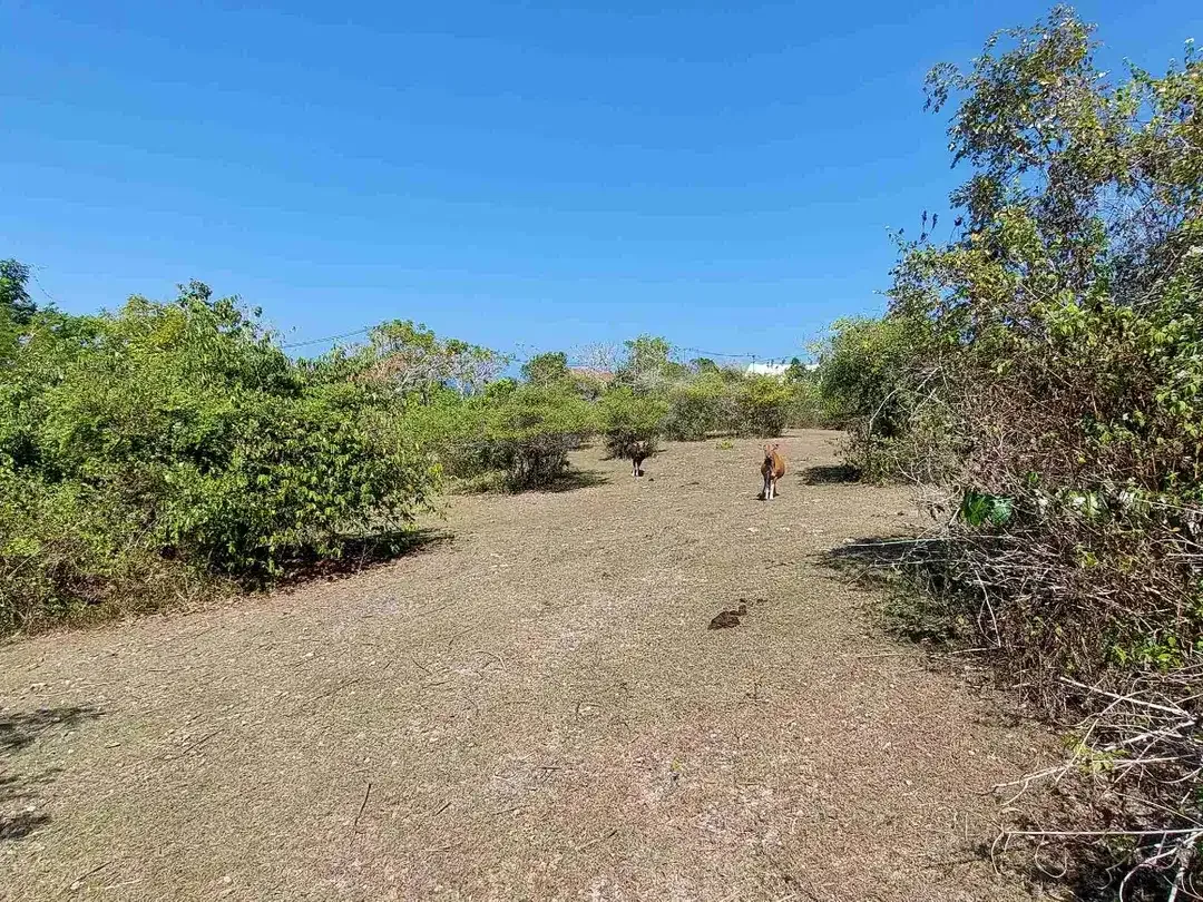 DIJUAL TANAH PREMIUM UNBLOCK VIEW, NUSA DUA - Image 10 of 10
