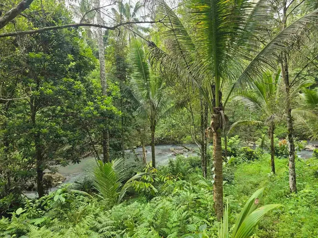 Dijual tanah dengan air terjun dan sungai bebatuan di bali - Image 6 of 10