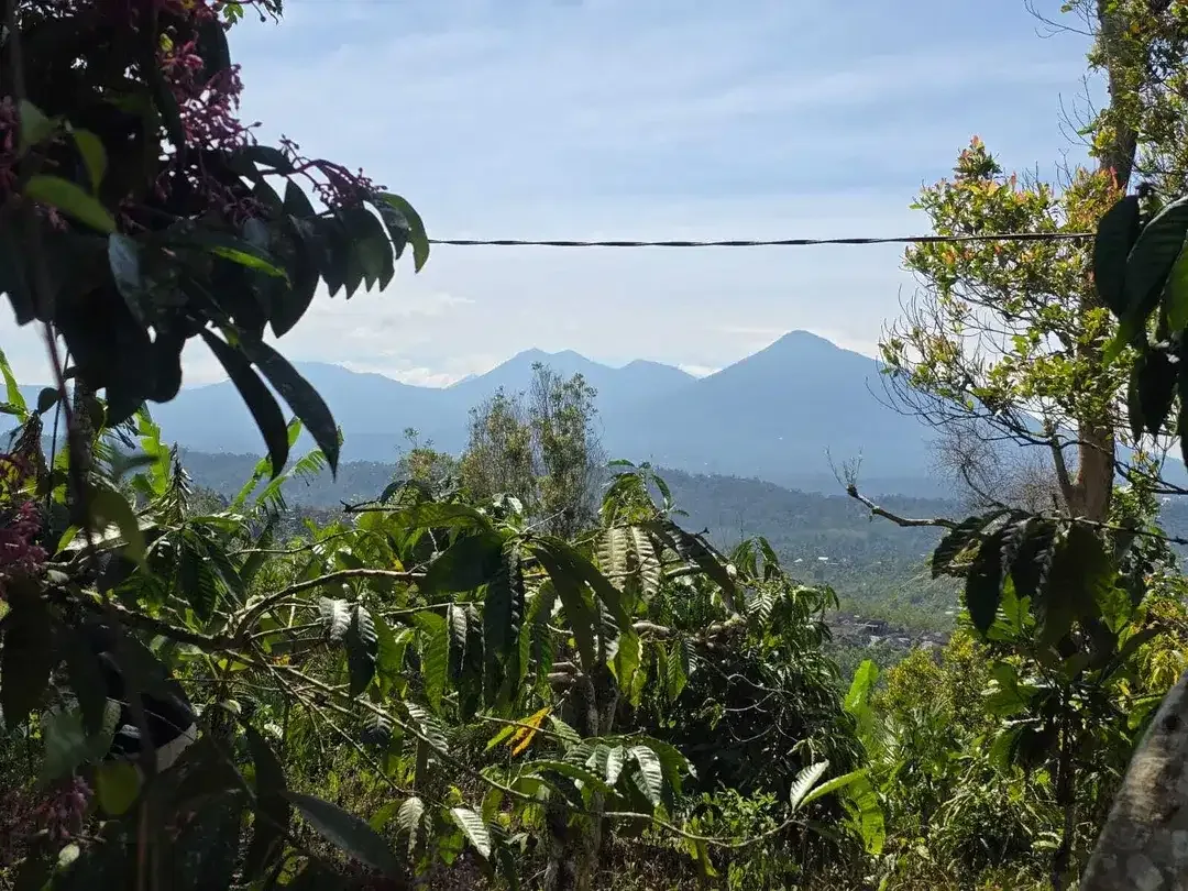 Dijual tanah kebun kopi view gunung dan lembah di bali - Image 1 of 10