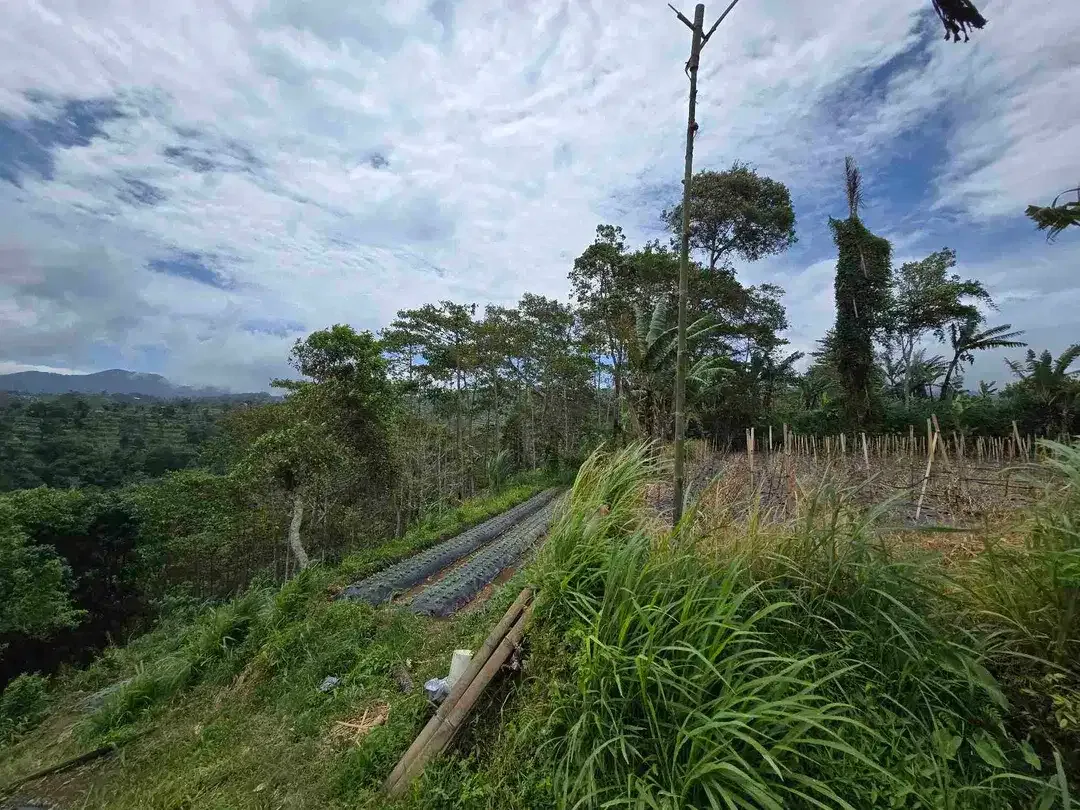 Dijual tanah datar landai view gunung dan lembah di tabanan bali - Image 7 of 10