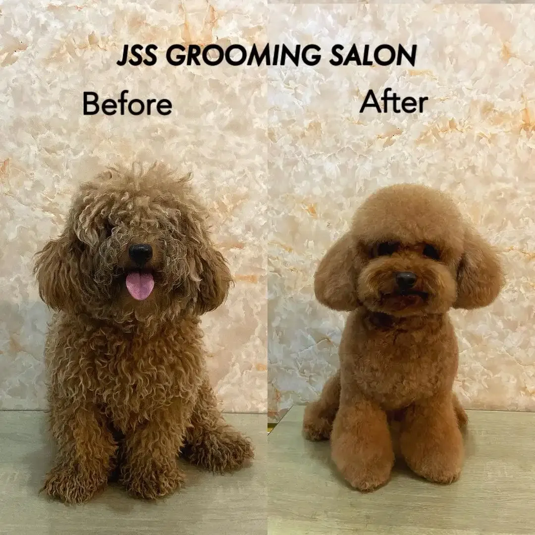 Jss grooming salon anjing - Image 7 of 10