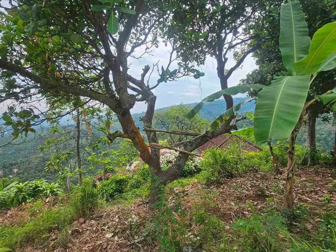 view laut ,tanah datar dekat dengan lovina - Image 4 of 6