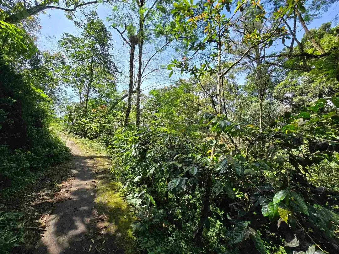 DIJUAL TANAH KEBUN KOPI ARABICA VIEW LAUT DAN GUNUNG DI TABANAN BALI - Image 9 of 10